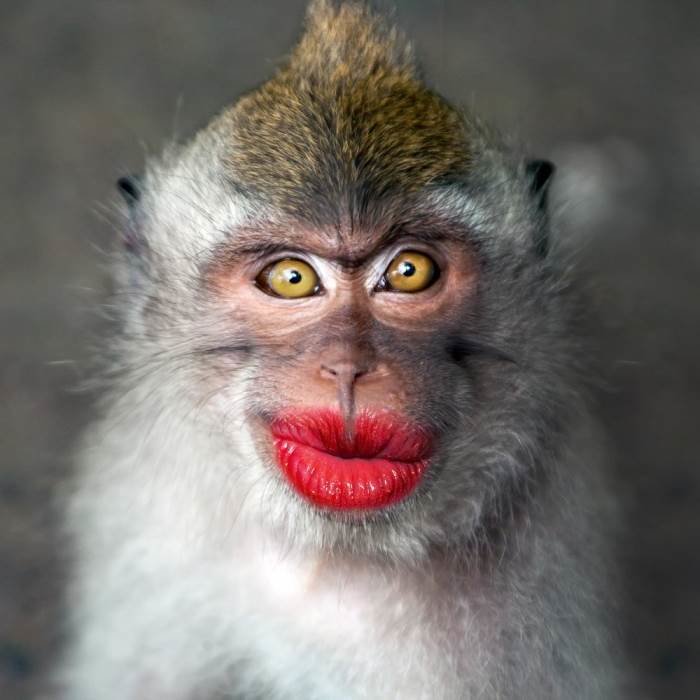 Красивые обезьянки картинки