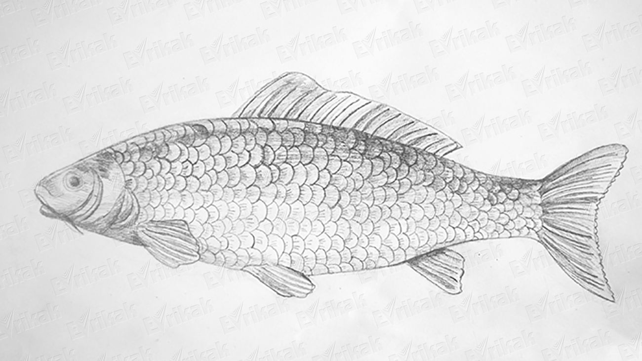 Рисунок рыбы для срисовки