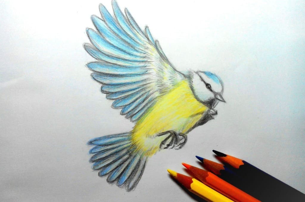 Рисунок птички карандашом для срисовки