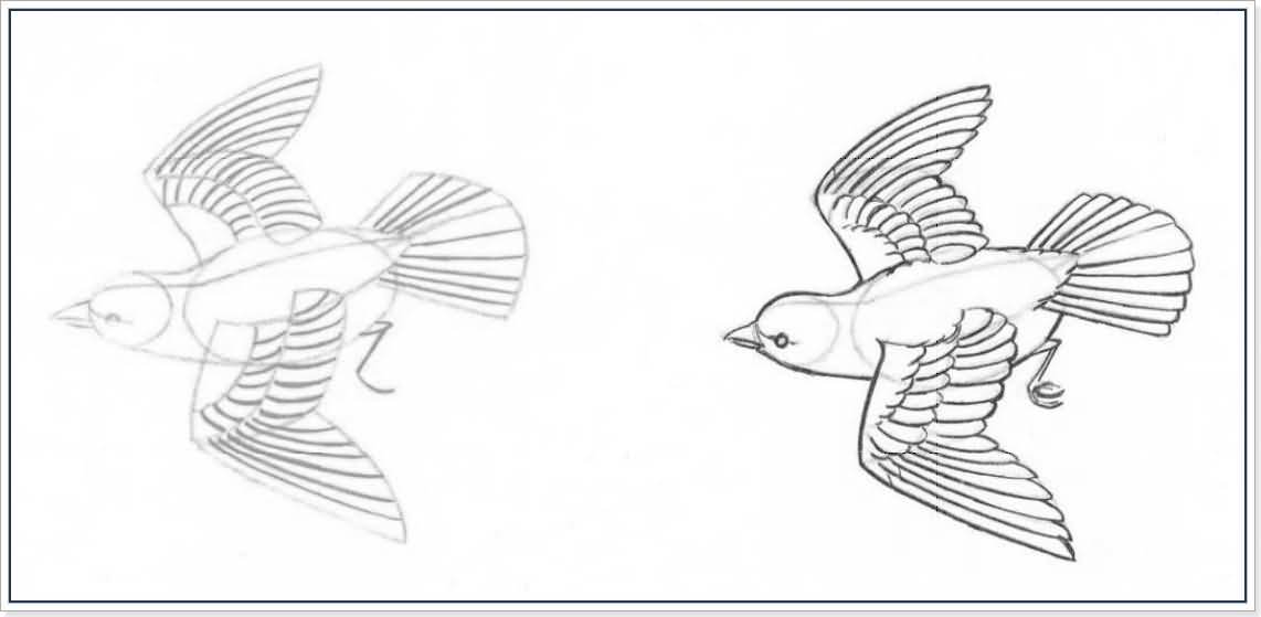 Поэтапный рисунок птицы