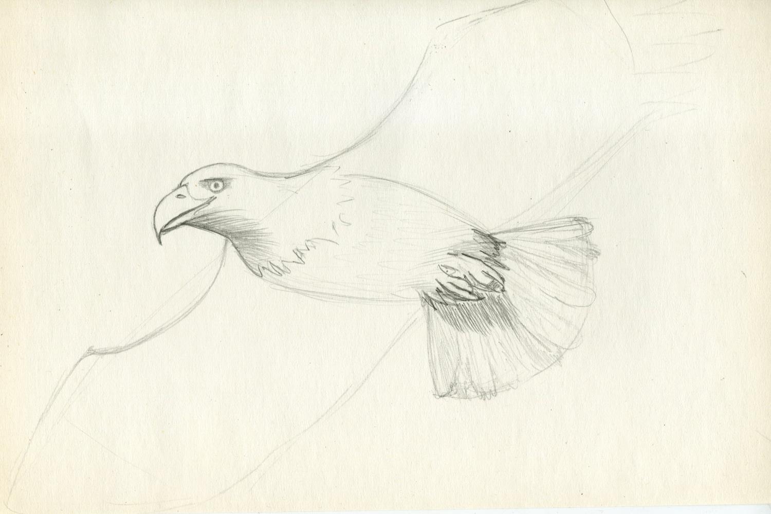 Орёл рисунок карандашом легкий