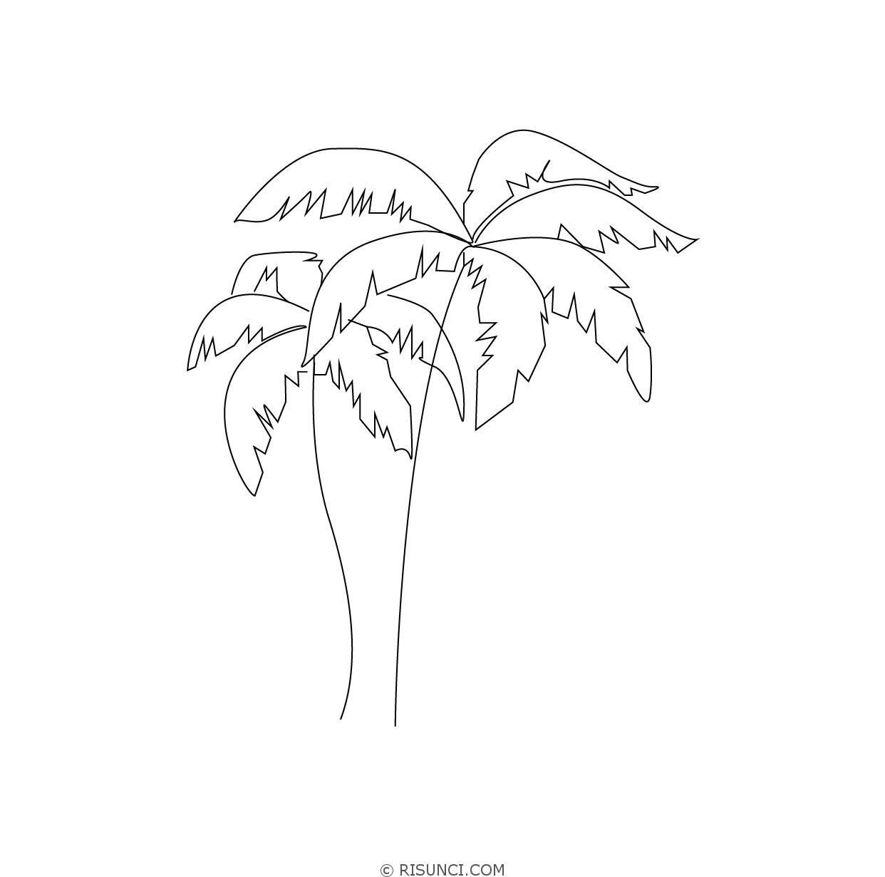 Рисунок пальмы для срисовки