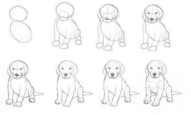 Как нарисовать собаку (щенка) поэтапно: картинки, видео, раскраски