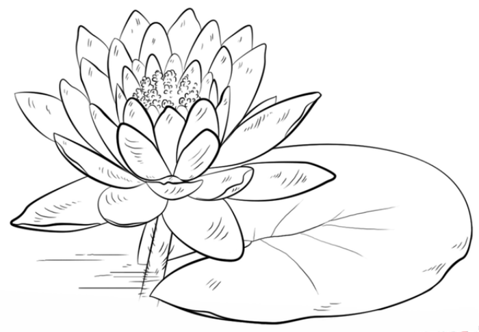 Как нарисовать цветок лотоса