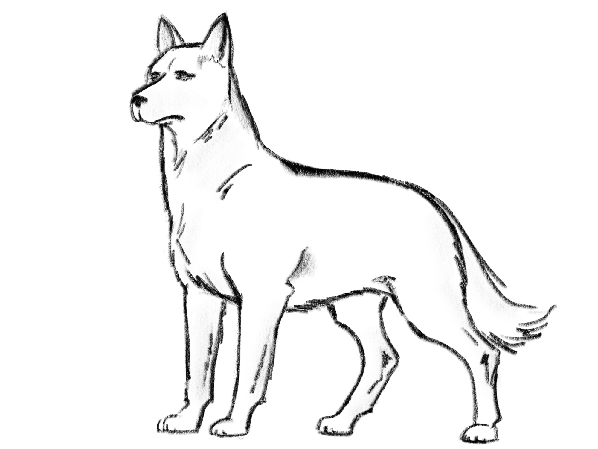 Как рисовать корги собаку