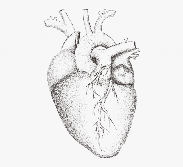 Человеческое сердце рисунок карандашом