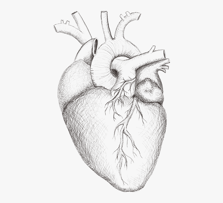Орган сердце человека рисунок. Сердце рисунок. Сердце анатомия. Сердце карандашом.