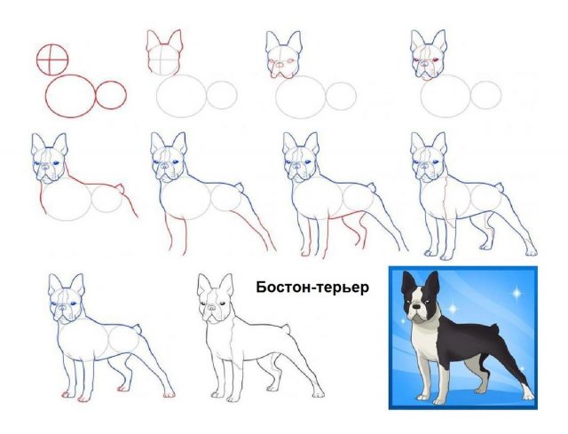 Рисунок собаки по этапно