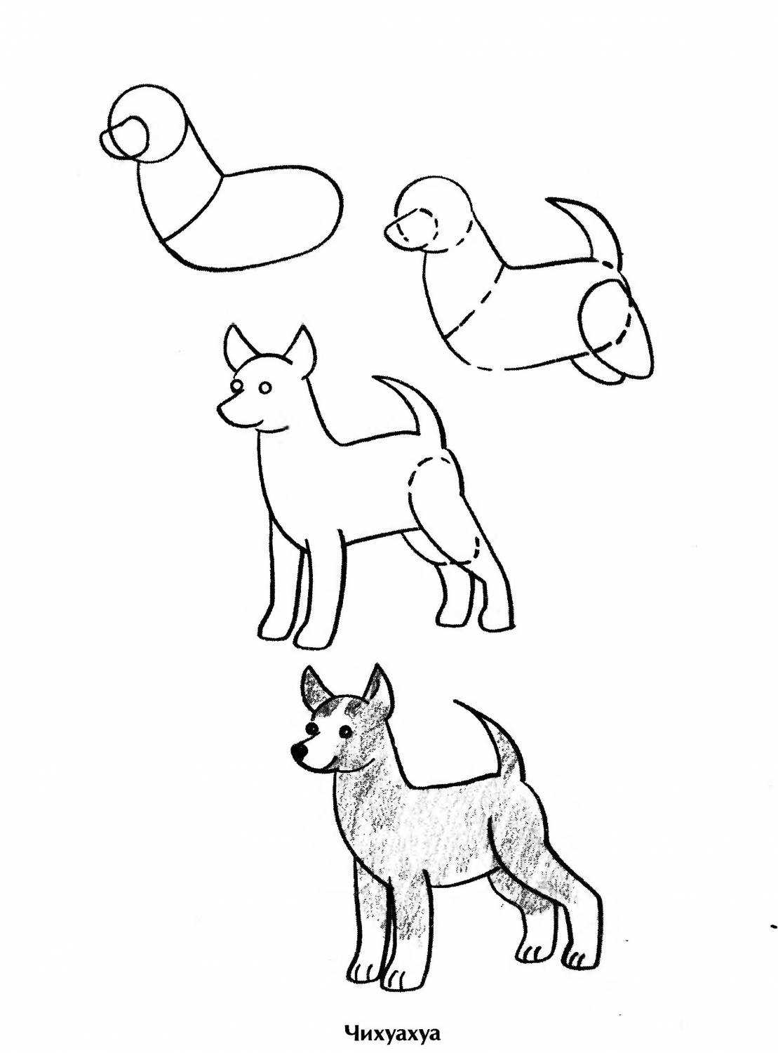 Рисуем собаку с детьми. Поэтапное рисование собаки. Схема рисования собаки для дошкольников. Поэтапное рисование собаки для детей. Собака рисунок карандашом.