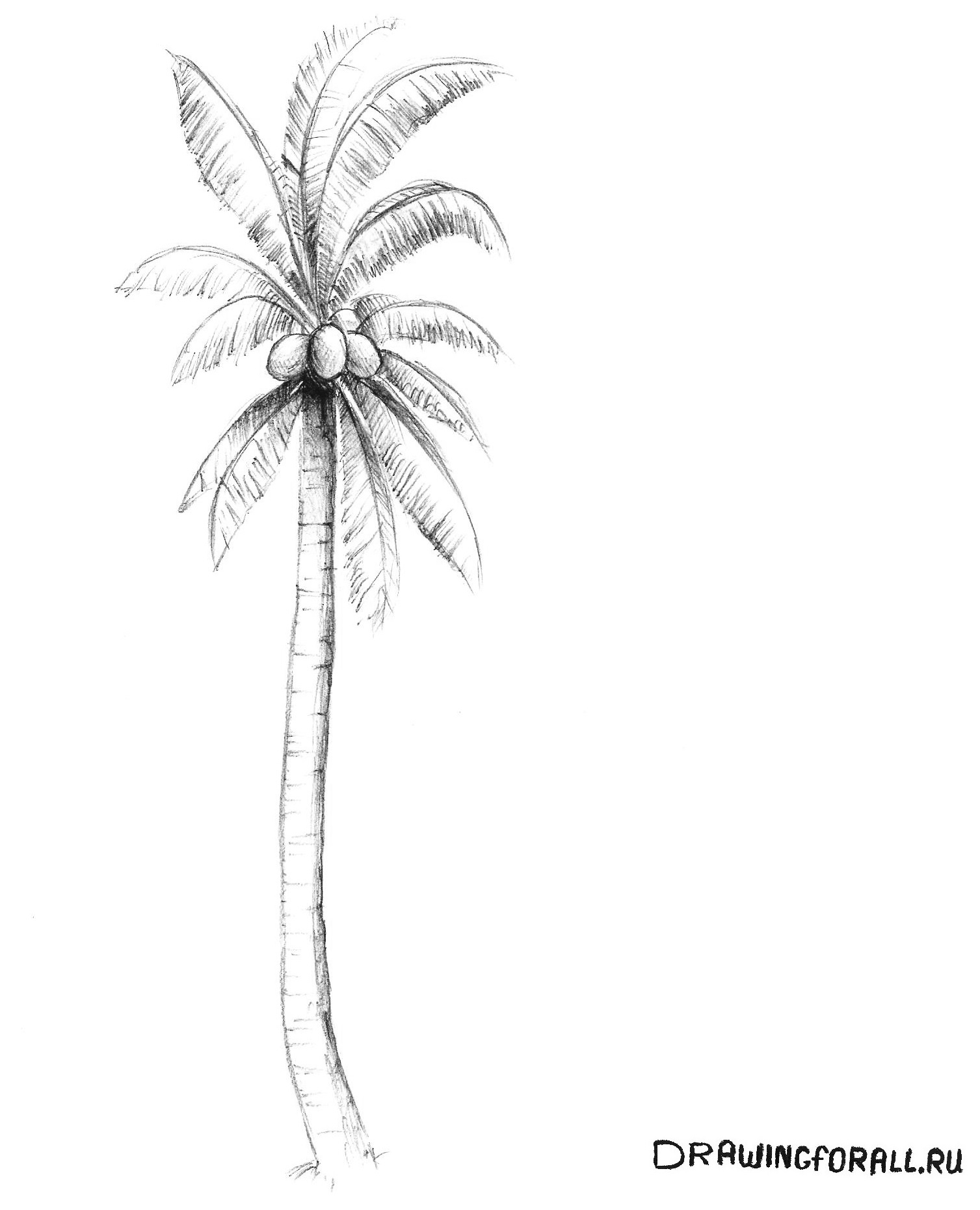 Пальма нарисованная