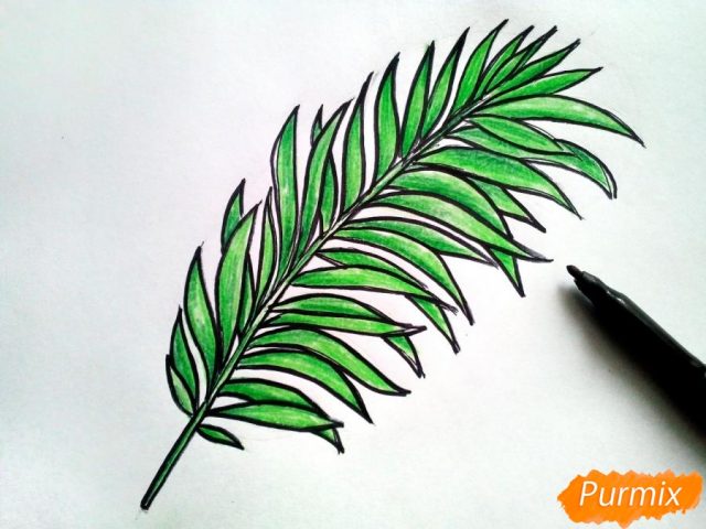 Лист пальмы рисунок
