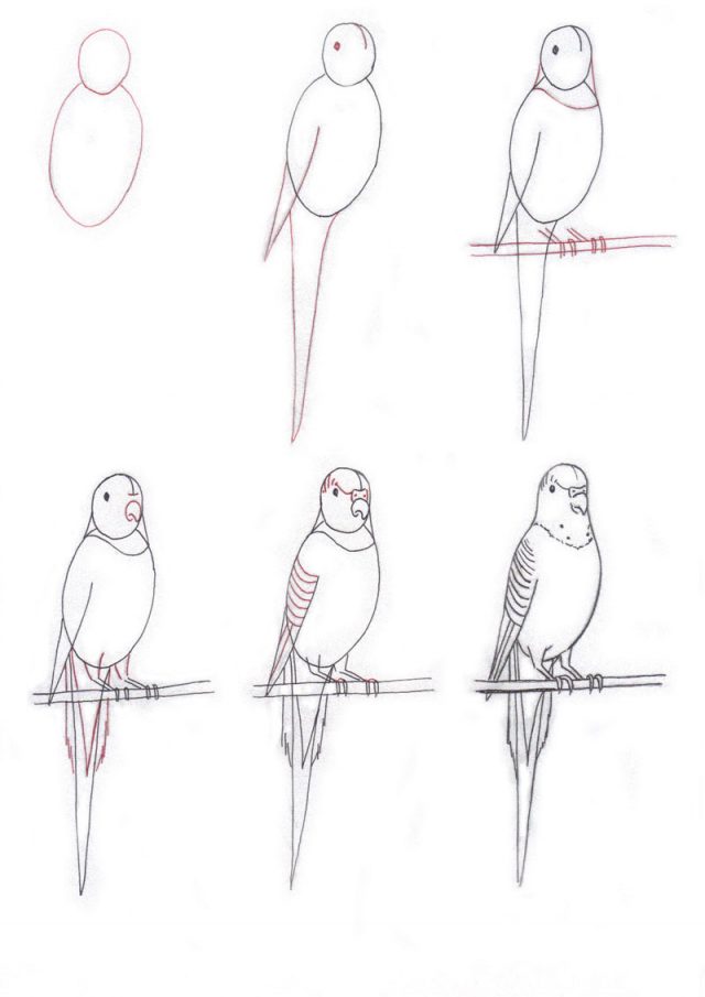 Рисунок волнистый попугай раскраска (47 фото) » рисунки для срисовки на l2luna.ru