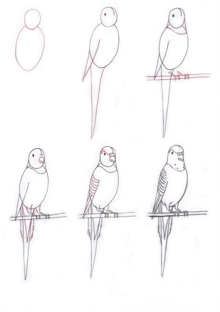 Как нарисовать попугая 1 класс