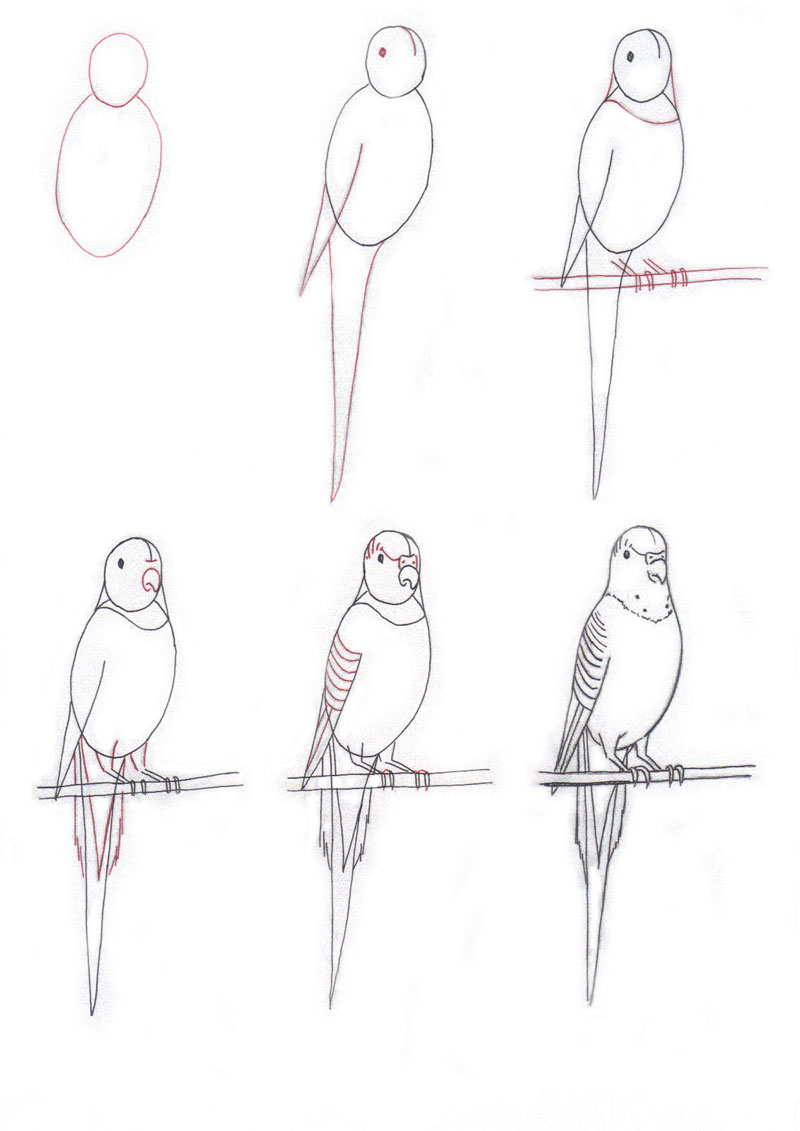Красивые рисунки карандашом для срисовки поэтапно. Схема рисования попугая. Рисунок попугая для срисовки. Поэтапный рисунок попугая. Как нарисовать попугая поэтапно.