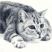 Рисунки карандашом черно-белый кот (26 фото)