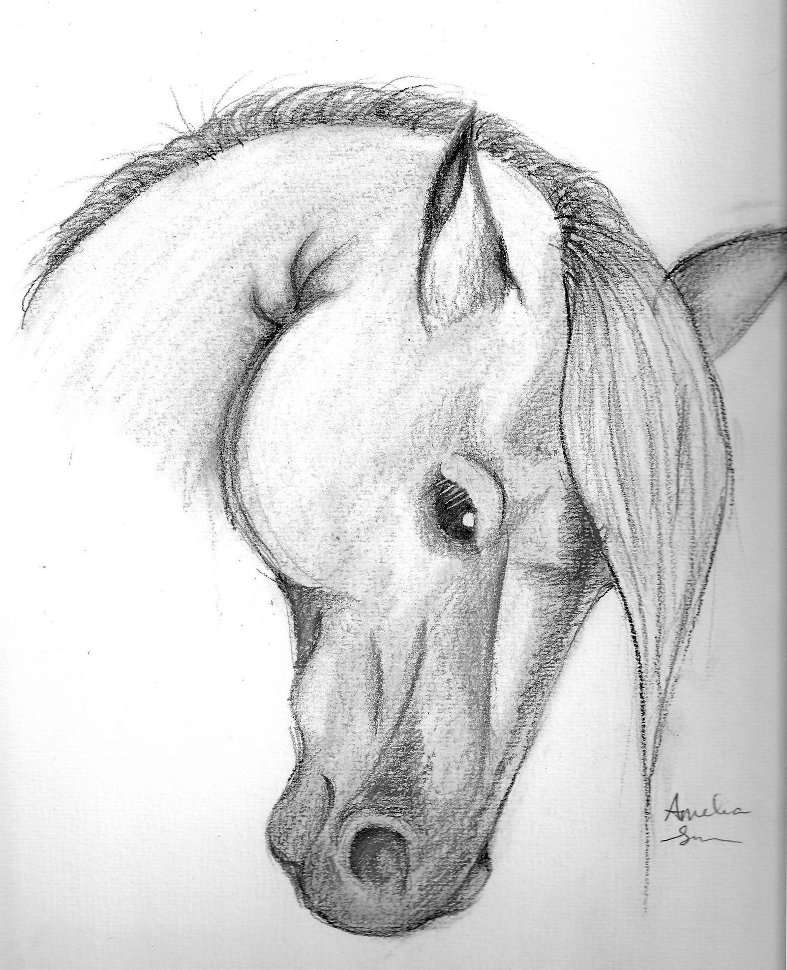 Нарисовать животных простым карандашом. Лошадь карандашом. Лошадь рисунок карандашом. Голова лошади карандашом. Портрет лошади карандашом.