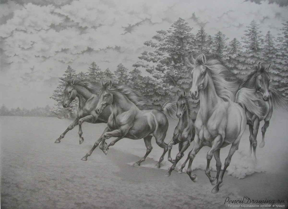 Стадо лошадей зарисовка
