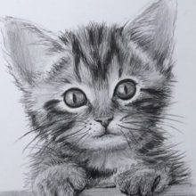 Рисунки карандашом мордочка кошки (60 фото)