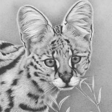 Рисунки диких кошек карандашом (29 фото)