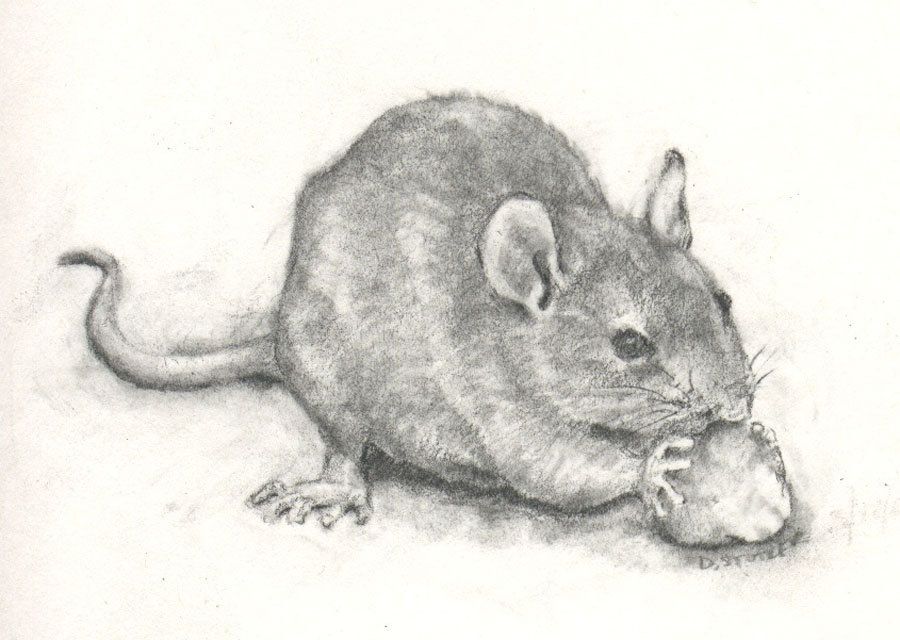 Рис мыши. Крыса рисунок. Рисунок мыши для срисовки. Мышь набросок. Мышь для срисовки.