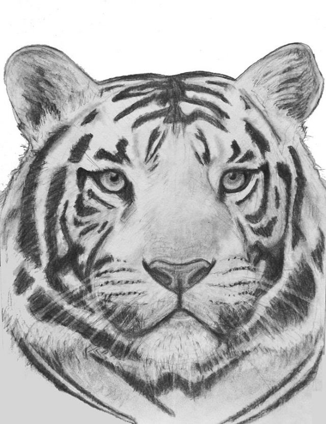 Морда тигра на белом фоне