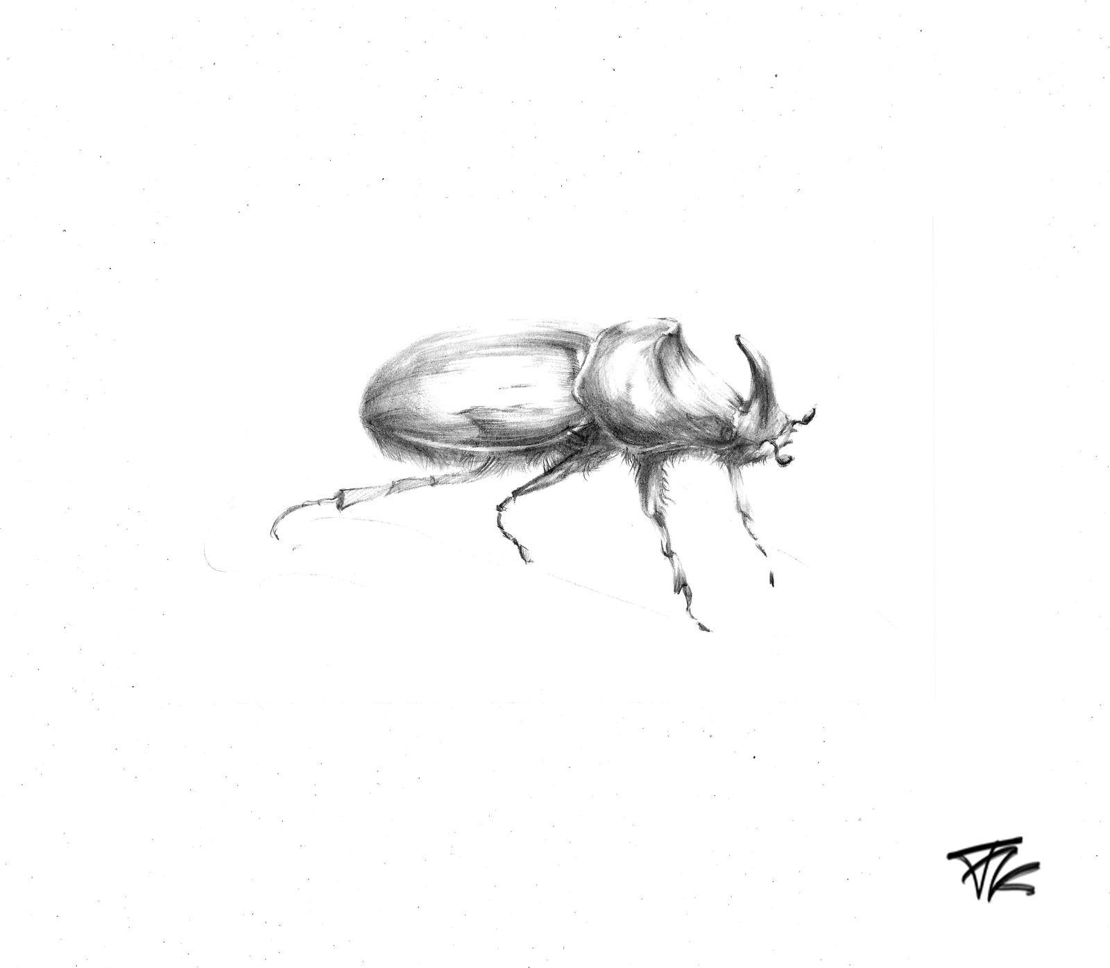 Зарисовки насекомых карандашом
