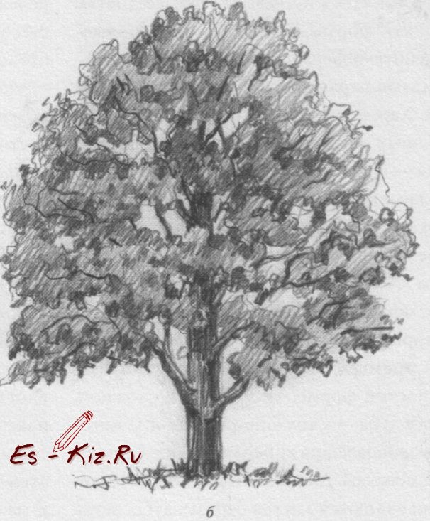 Рисунки карандашом дерево дуб (25 фото) 🔥 Прикольные картинки и юмор