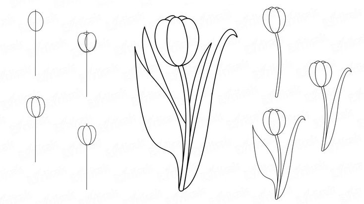 Рисунок тюльпана карандашом для детей