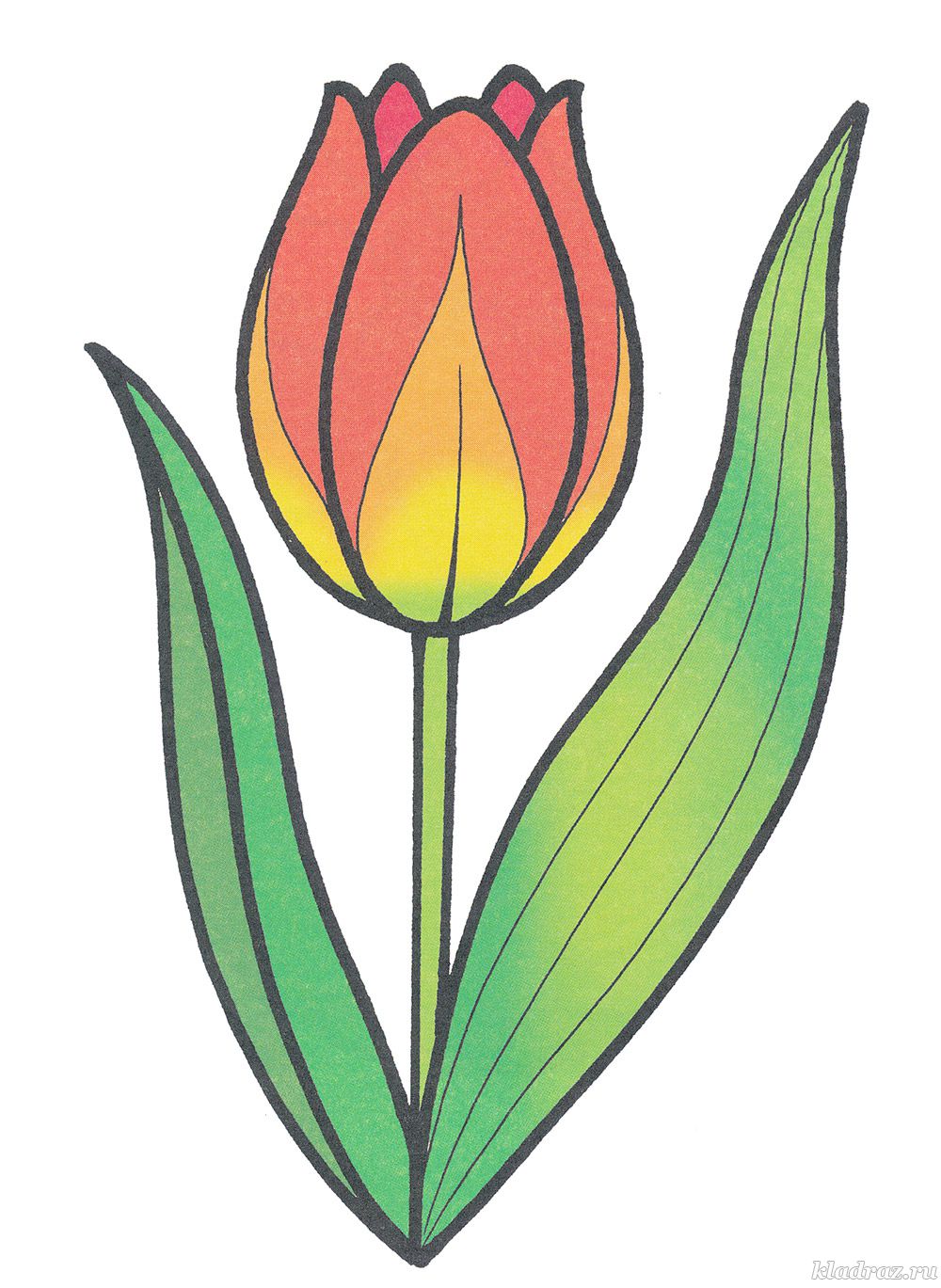 Красивые тюльпаны рисунки