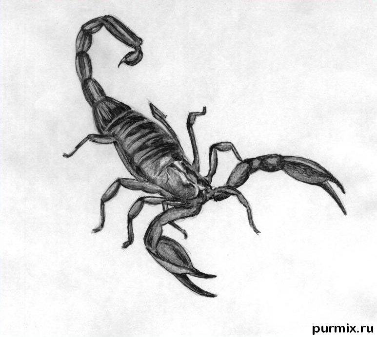 Картинки карандашом скорпион