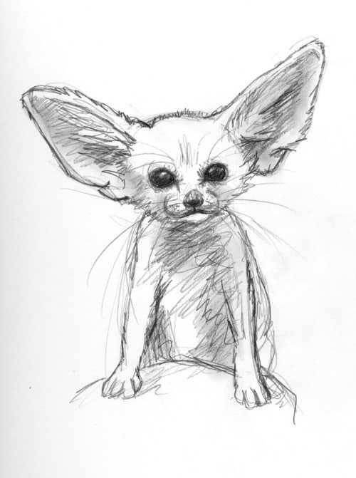 Рисунки милых животных карандашом (35 фото) 🔥 Прикольные картинки и юмор