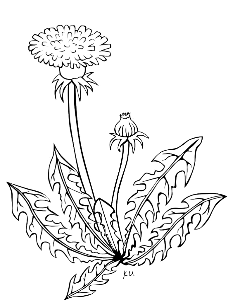 Травянистое растение нарисовать 2 класс