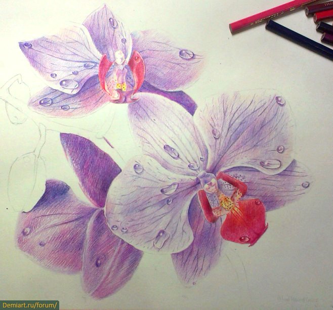 Орхидея рисунок карандашом