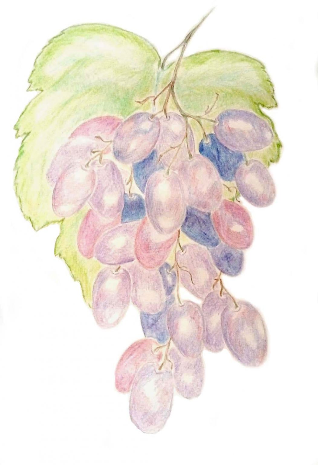 Кисти винограда для рисования