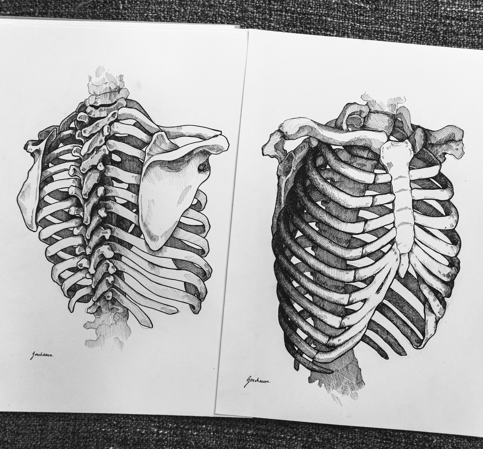 Рисунки по анатомии карандашом