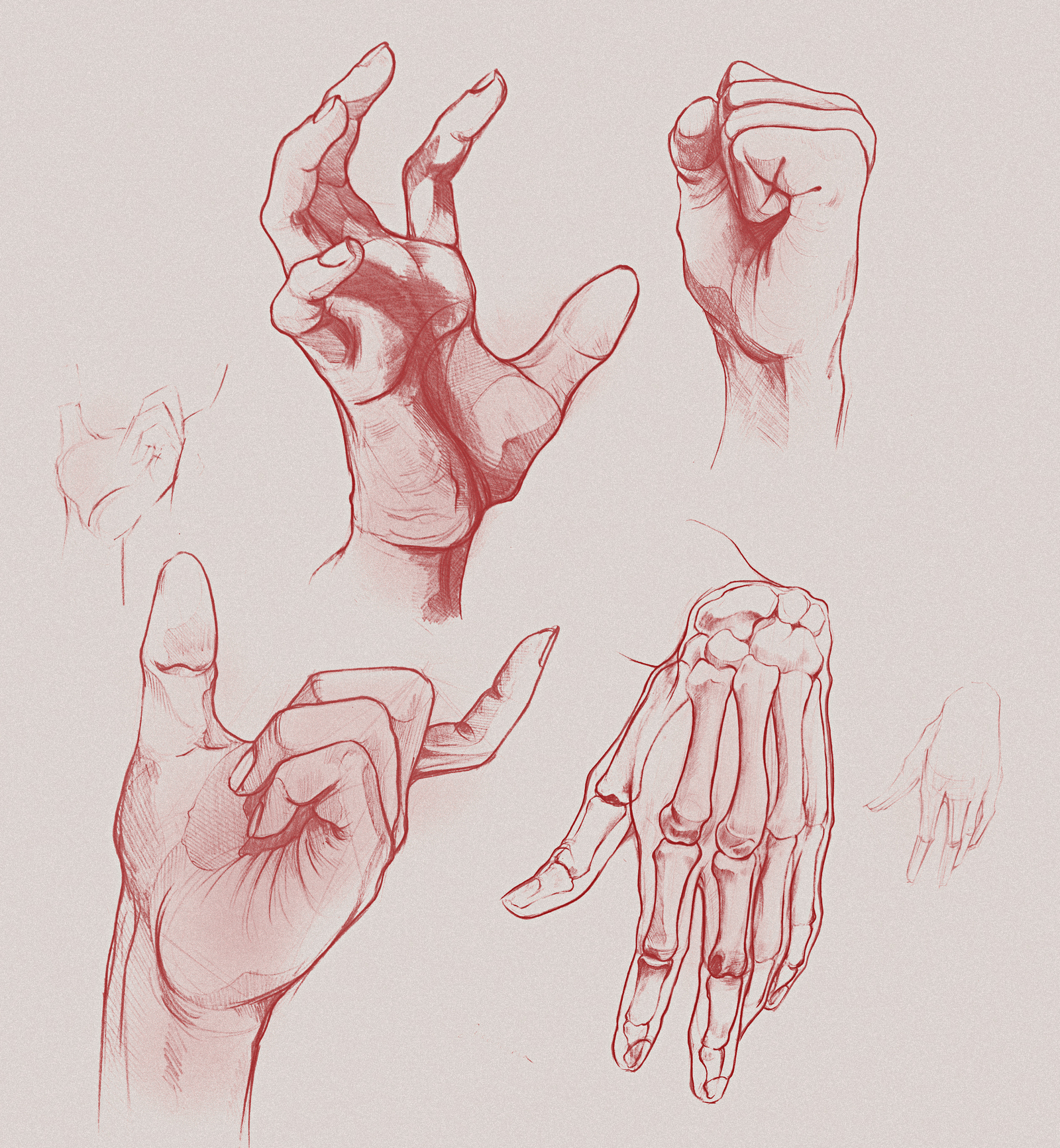 Руки референс анатомия кисти