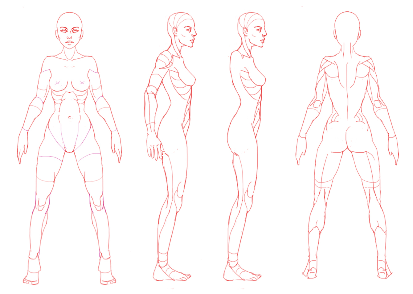 Женское тело рисунок анатомия с названиями
