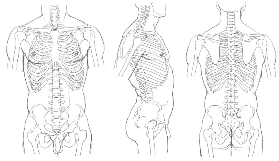 Мужская грудная клетка рисунок