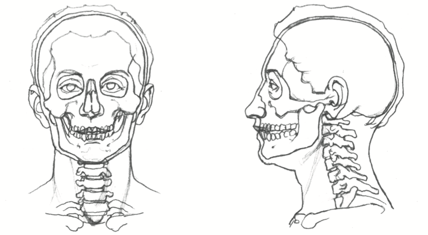 Анатомия рисунки карандашом