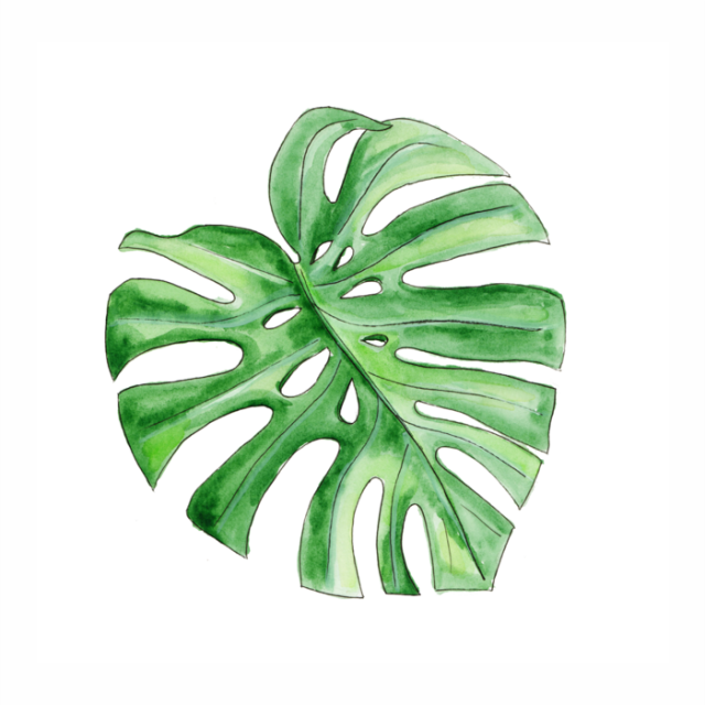 Картинки для срисовки растения