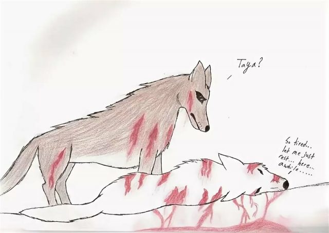 Как рисовать аниме волков