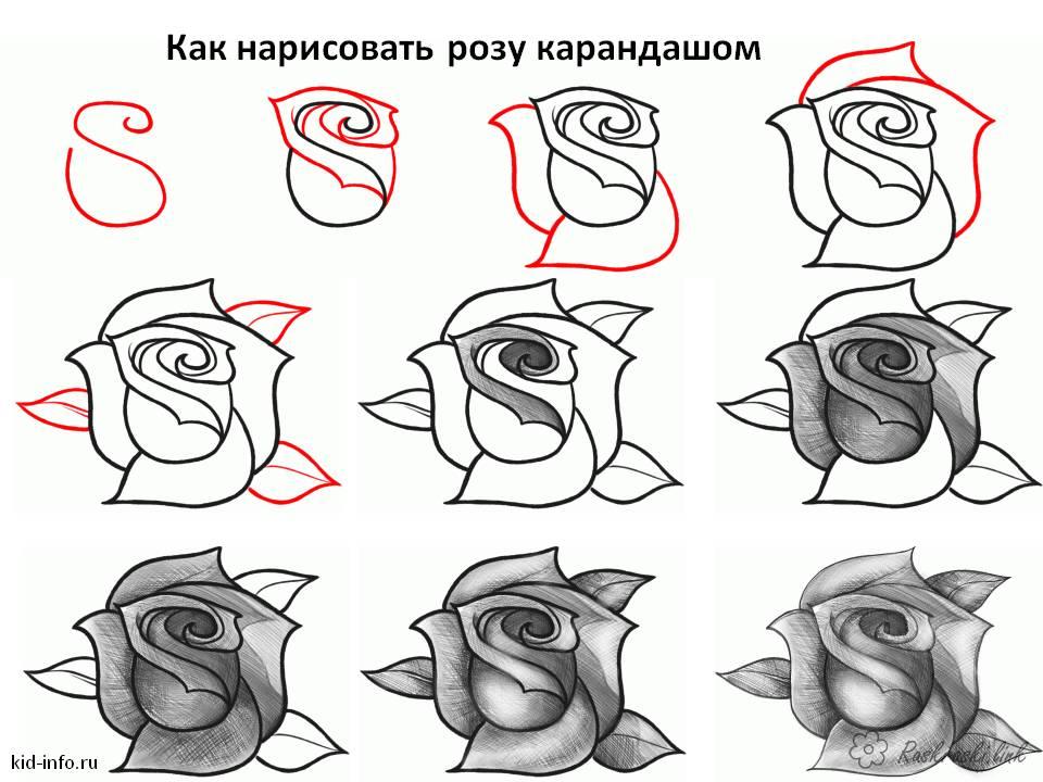 Нарисовать розу легко поэтапно