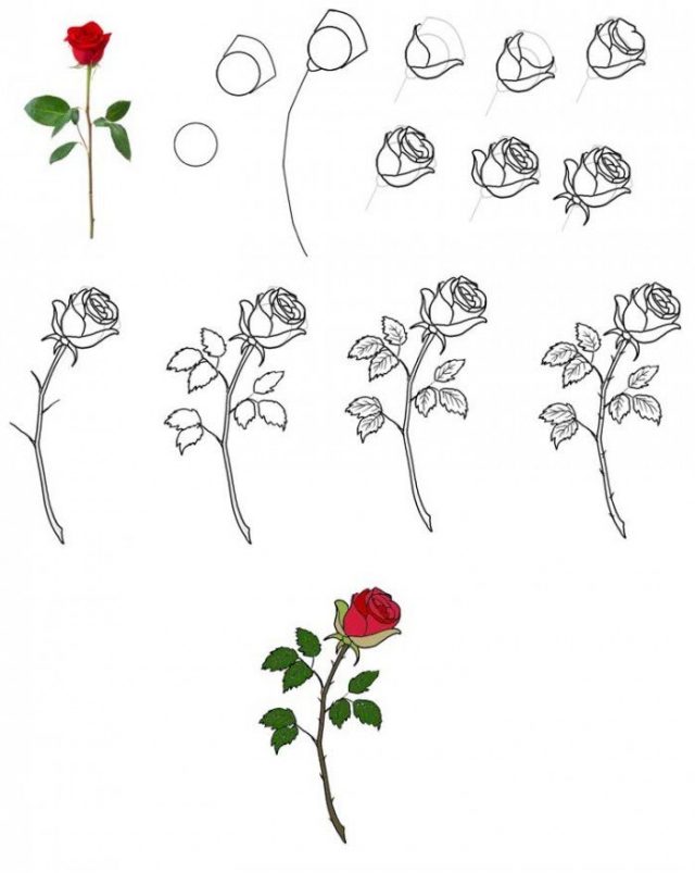 1. Как нарисовать розу из цилиндра