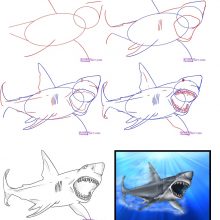 Рисунки акулы карандашом для детей (22 фото)