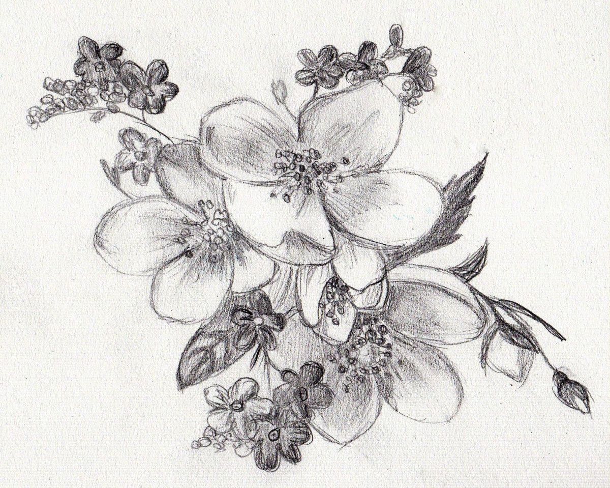 Как нарисовать цвет. Цветы карандашом. Цветы рисунок карандашом. Цветы карандашом для срисовки. Красивые рисунки карандашом цветы.