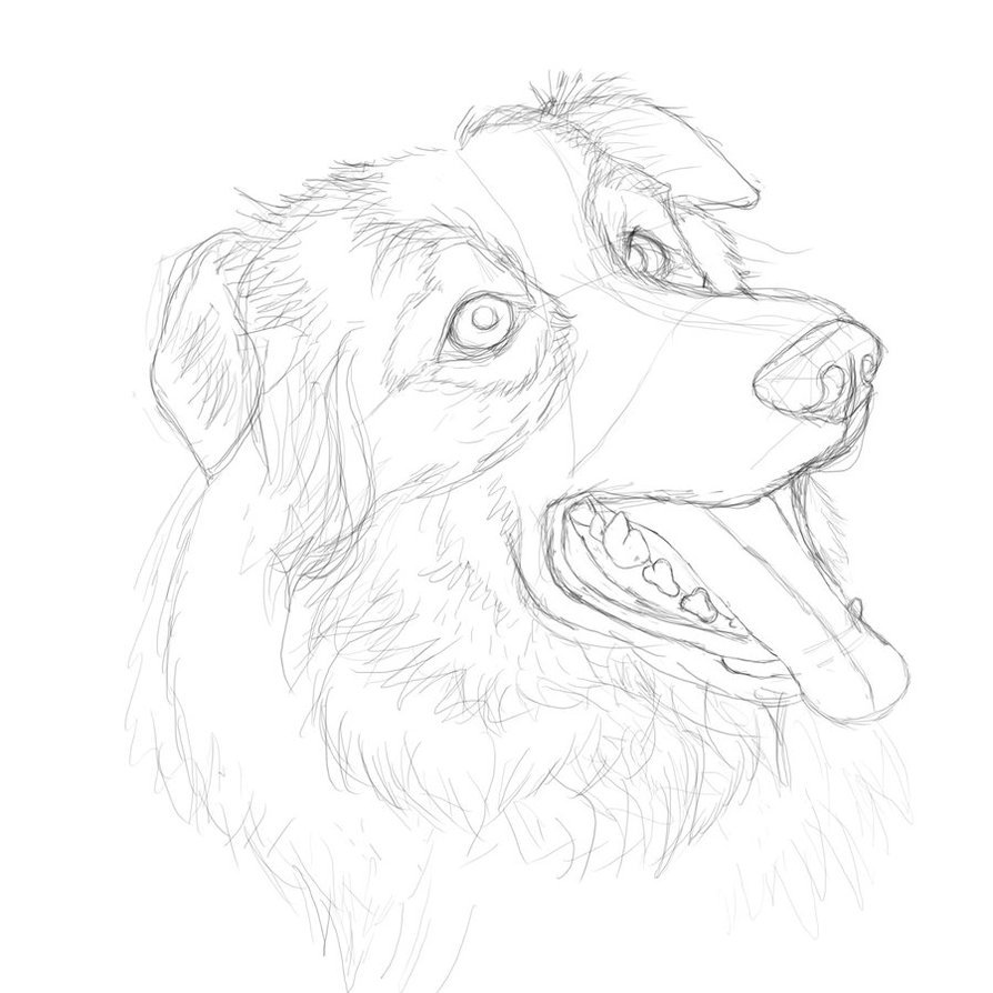 Догдей рисунок. Бордер-колли. Собака рисунок карандашом. Рисунок собаки карандашом для срисовки. Рисунок собаки для срисовки.