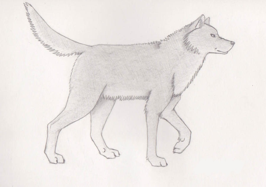 Волк 1 9 5 7 5. Волк карандашом. Рисунок волка для срисовки. Волк для рисования. Волк детский рисунок карандашом.