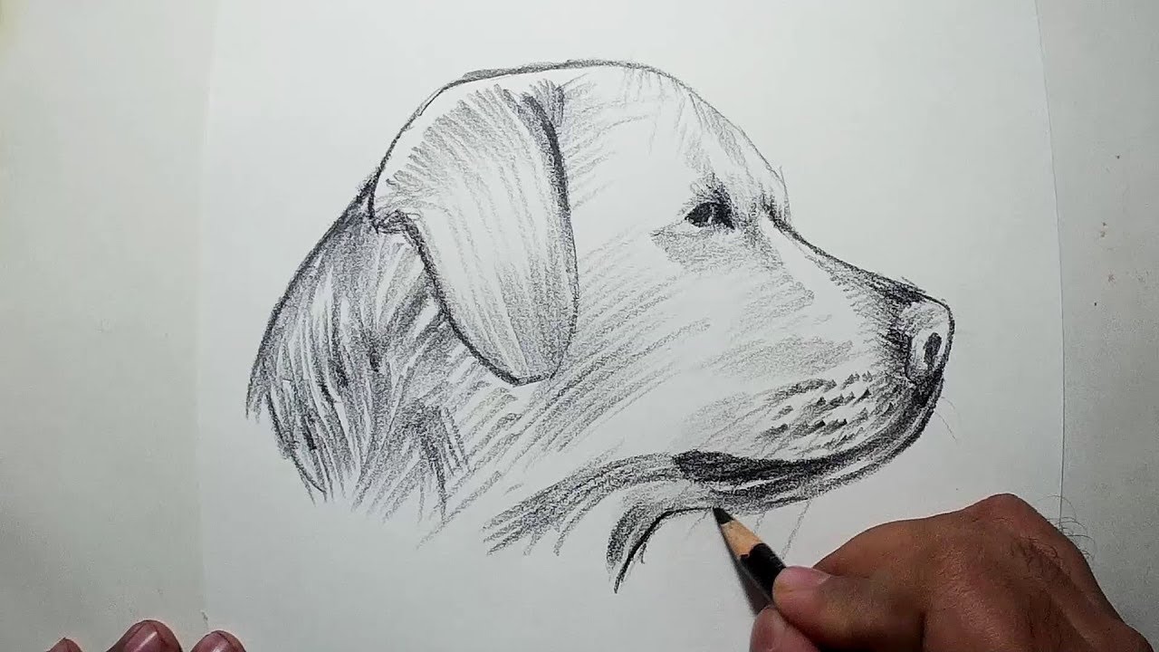 Нарисовать собаку карандашом легко и красиво. Собака рисунок. Собака карандашом. Рисунки собак простым карандашом. Собака для рисования.