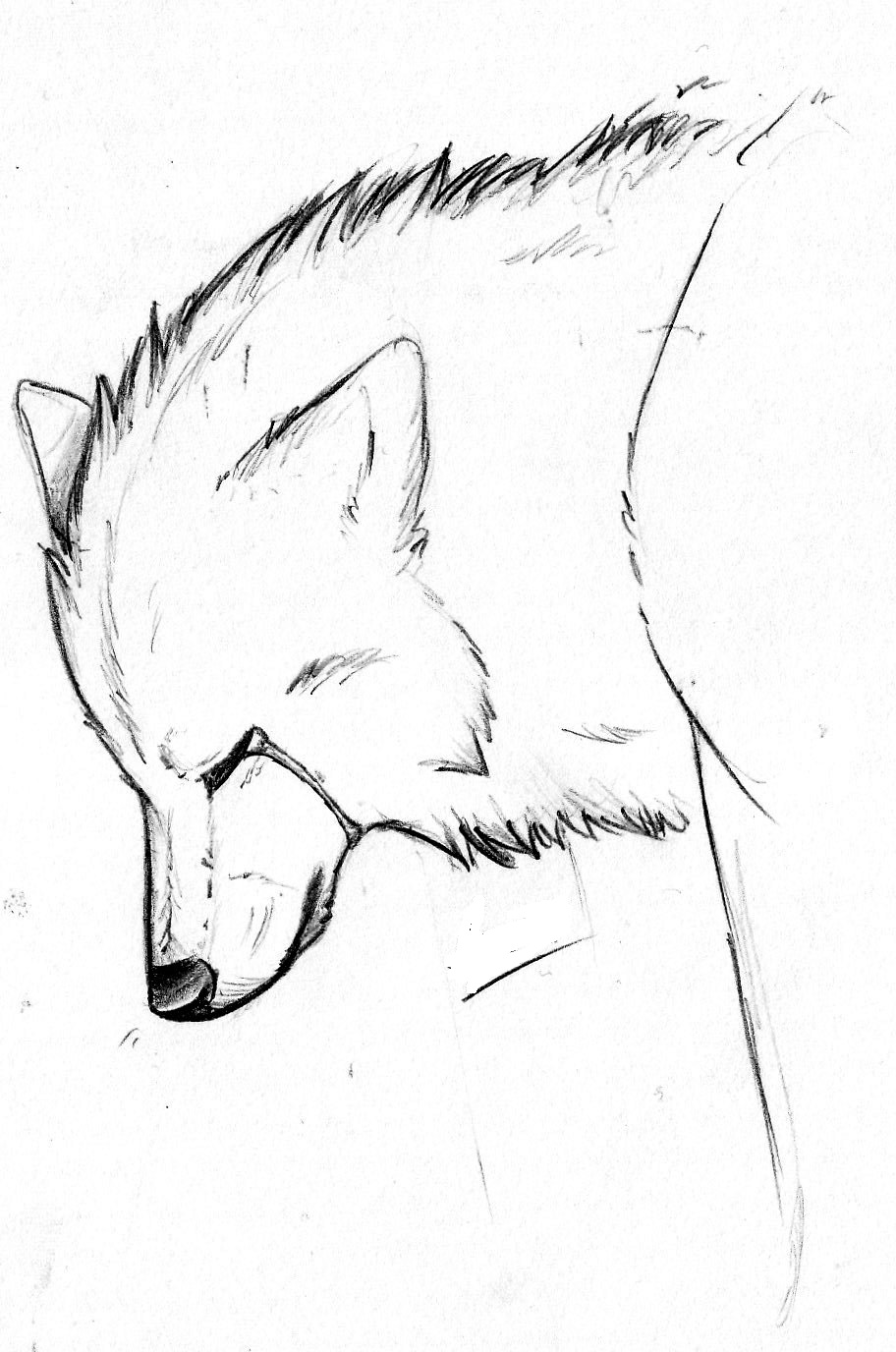 Картинки волка для срисовки