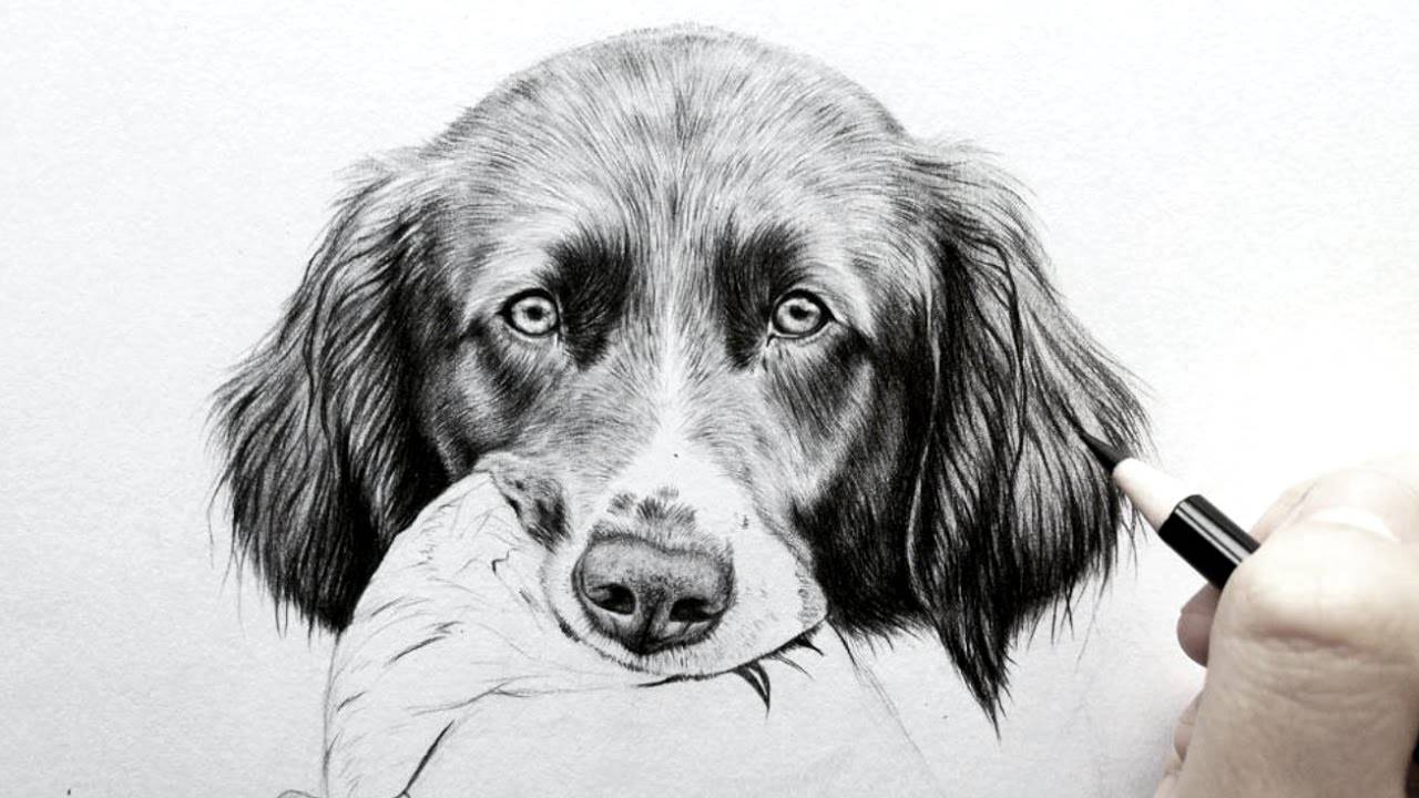 Реалистичные Карандашные рисунки собак